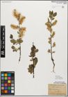 Foto von Salix myrsinifolia Salisb.